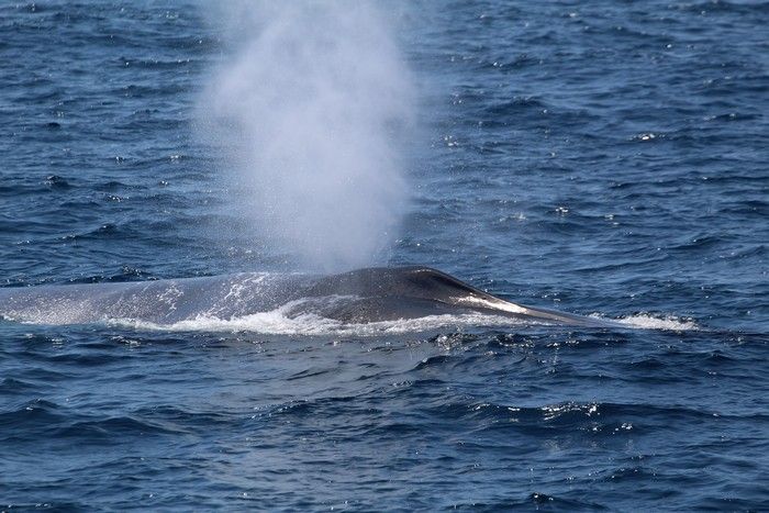 Aquarium of the Pacific | Aquarium Blog | Early blue whales in California!