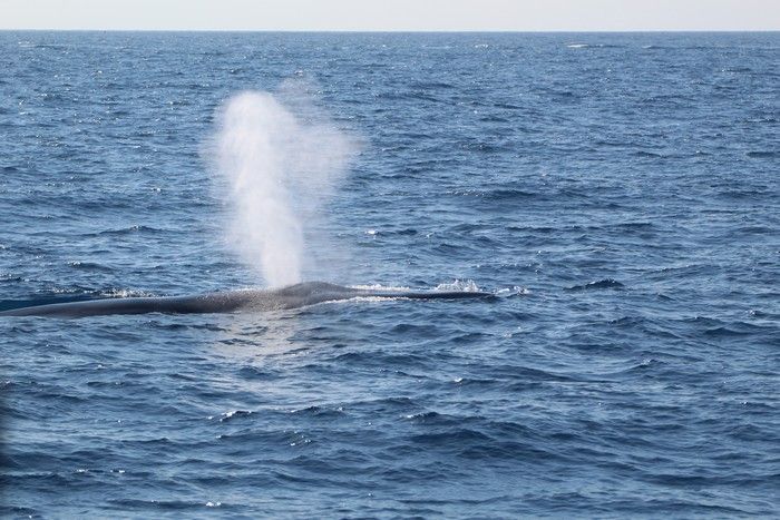 Aquarium of the Pacific | Aquarium Blog | Blue Whale Season Is Upon Us!