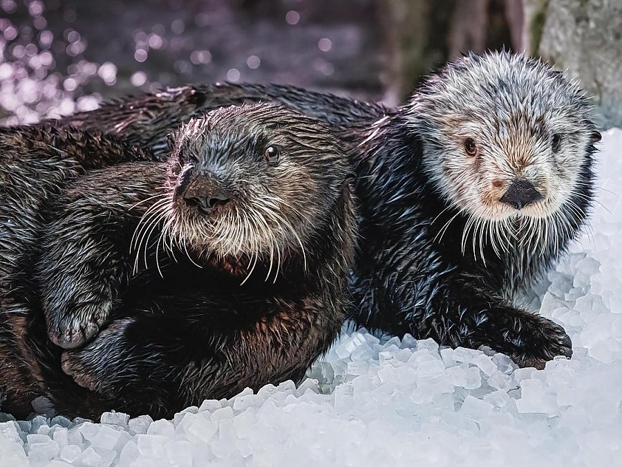 close up of millie the sea otter and a sea otter pup on ice