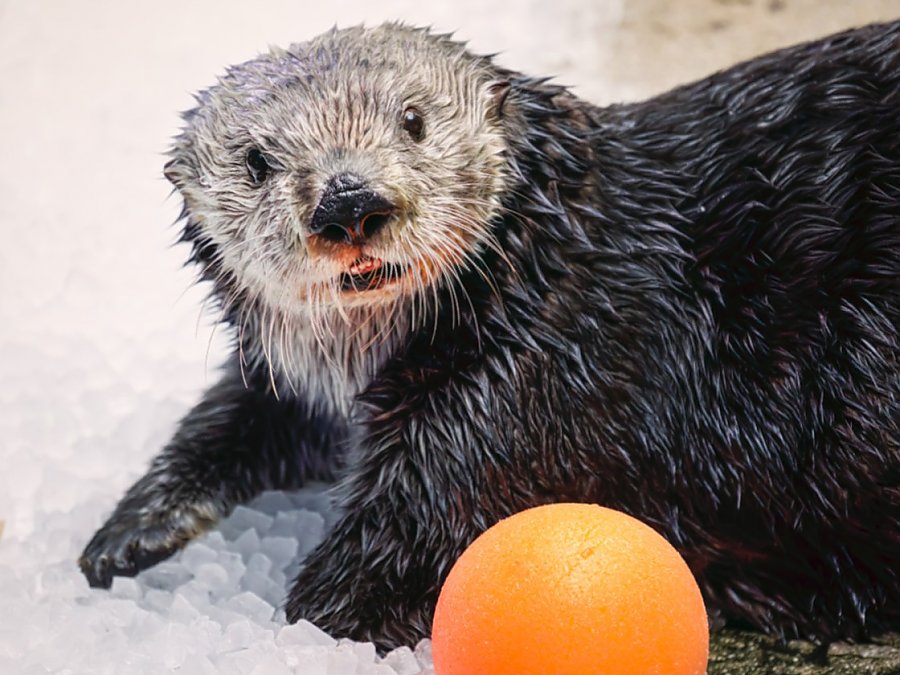 chloe the sea otter posing with an orange ball in front of her