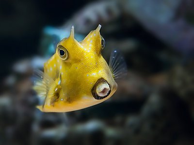 Aquarium of the Pacific