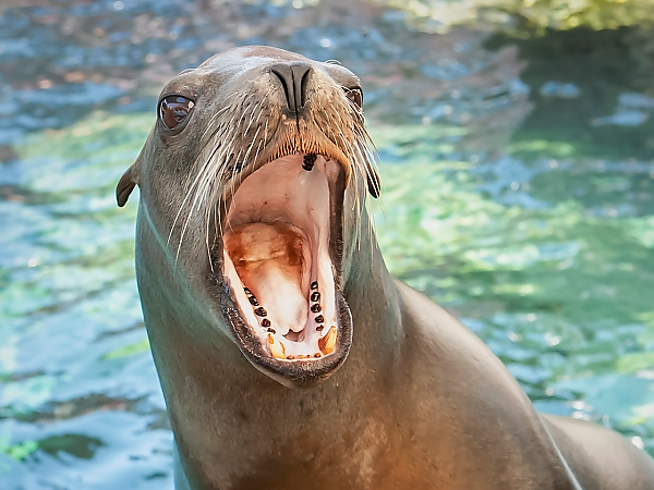 Archived: Valentine’s Day Dinner | Events | Aquarium of the Pacific