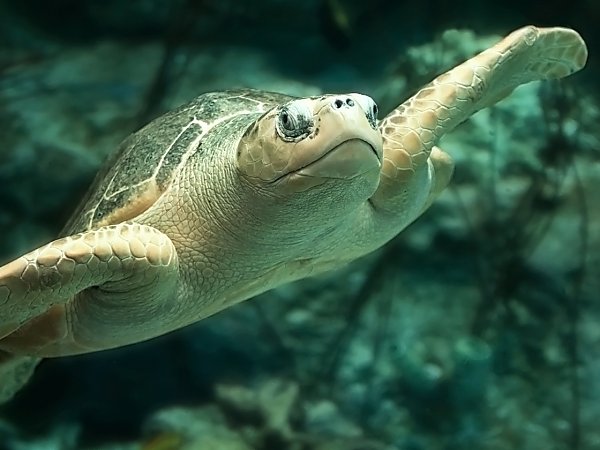 Olive Ridley Sea Turtle | Online Learning Center | Aquarium