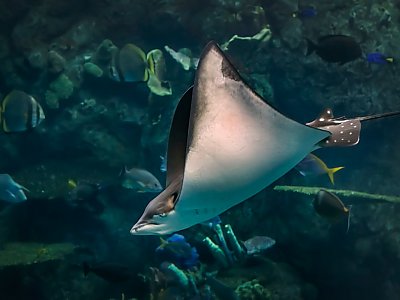Archived: Rays | Events | Aquarium of the Pacific