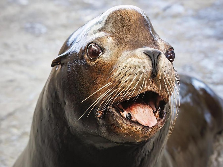 parker the sea lion with tongue out