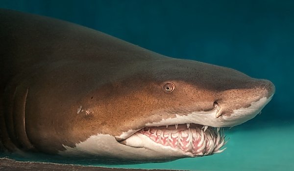 sand tiger shark teeth