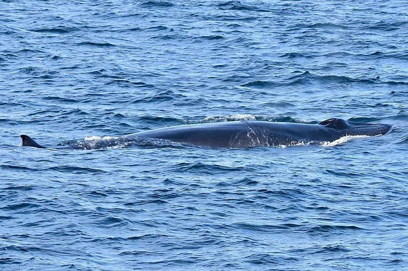 Bryde’s Whale Spotted In SoCal | Aquarium Blog | Aquarium of the Pacific