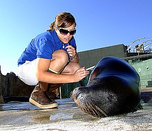 How to Train a Sea Lion (and a Rabbit) | Aquarium Blog | Aquarium of ...