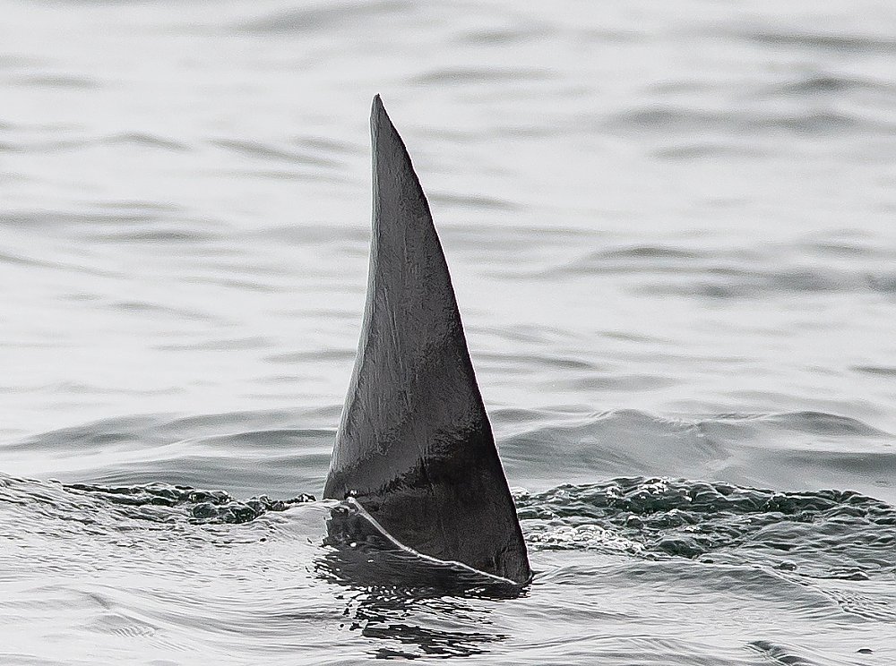 Aquarium of the Pacific | Aquarium Blog | Basking Shark!