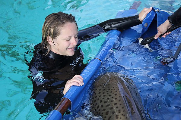 Target-training A Shark 