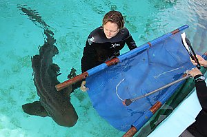 Target-Training a Shark | Aquarium Blog | Aquarium of the Pacific