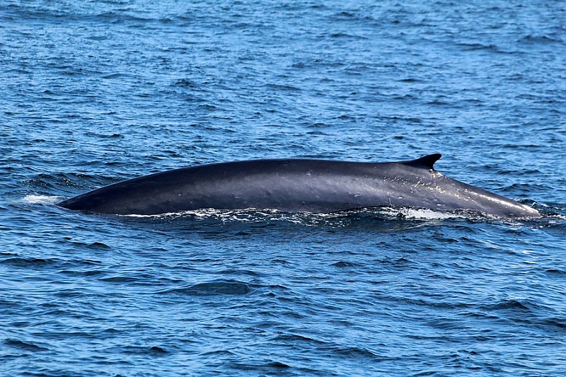 Bryde’s Whale Spotted In SoCal | Aquarium Blog | Aquarium of the Pacific