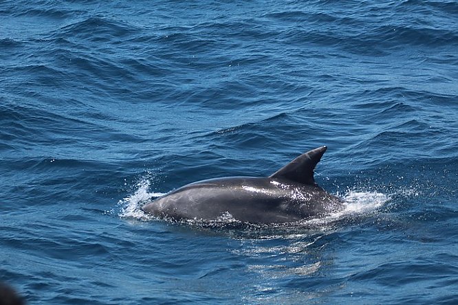 Blue Whale Season Is Upon Us! | Aquarium Blog | Aquarium of the Pacific