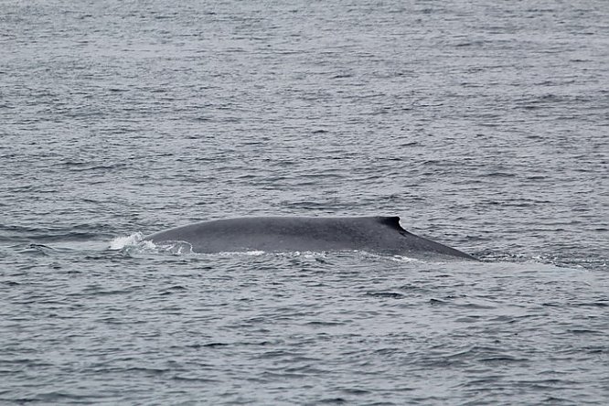 Blue Whale Season Is Upon Us! | Aquarium Blog | Aquarium of the Pacific