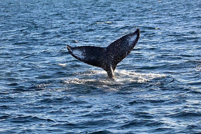 Bring on the Humpback Whales | Aquarium Blog | Aquarium of the Pacific