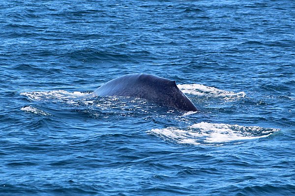 Bounty of Blue Whales | Aquarium Blog | Aquarium of the Pacific