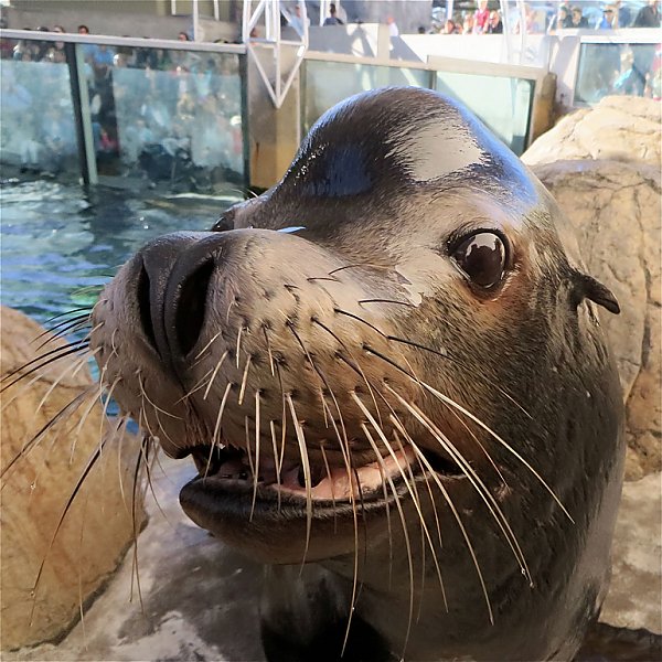 Vintage Sea Lion Enrichment | Aquarium Blog | Aquarium of the Pacific