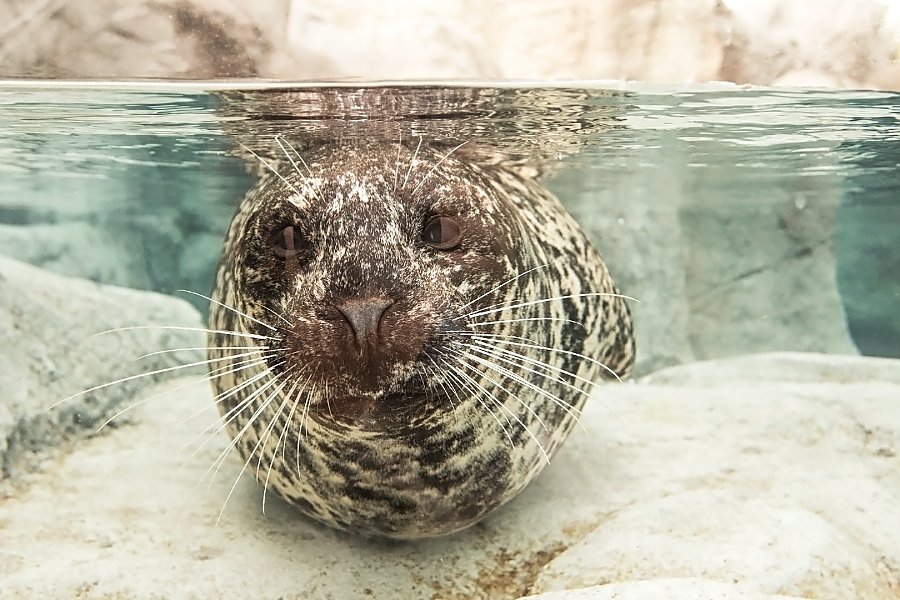 Seal underwater