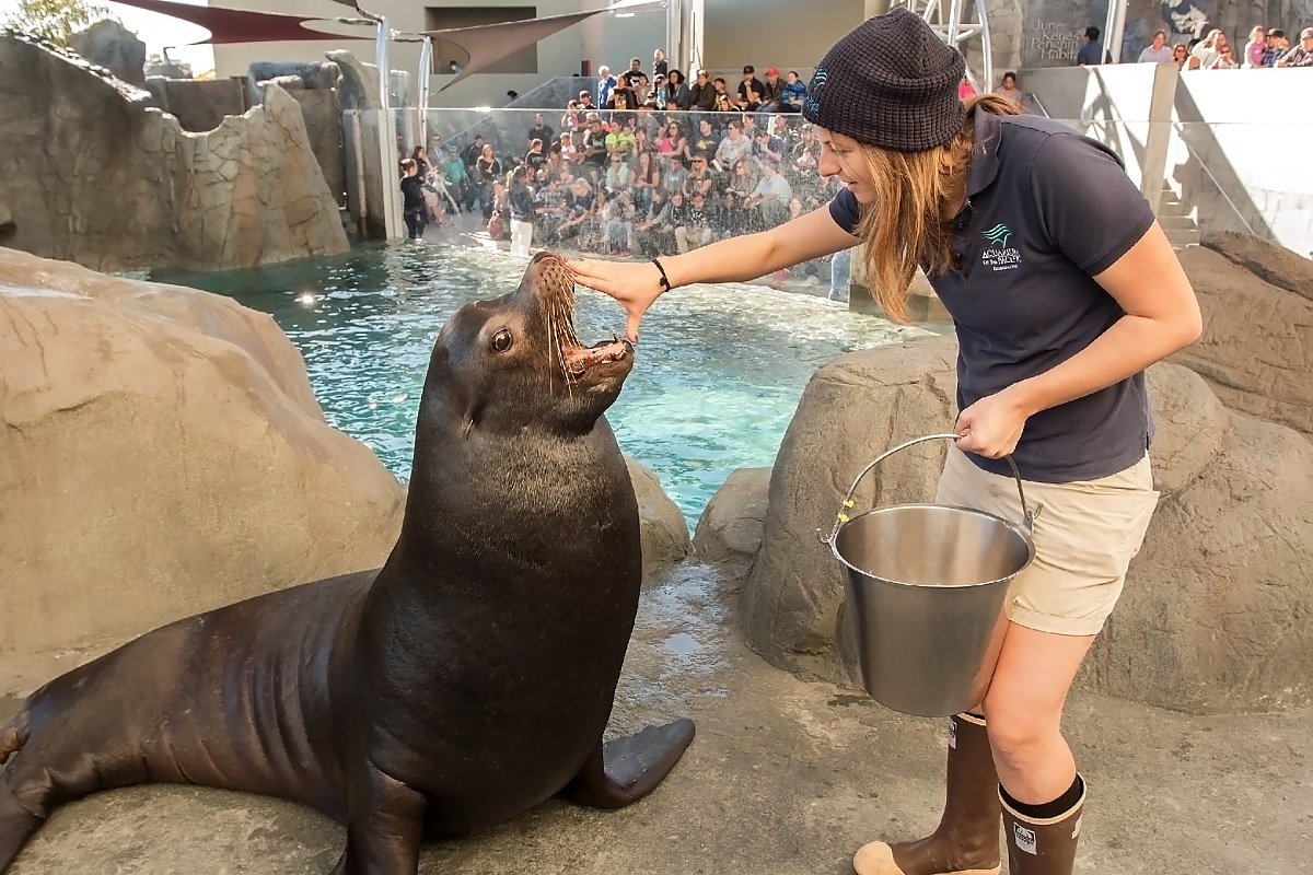 Trainer with hand on sea lion's mouth