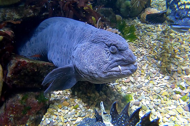 wolf eels images