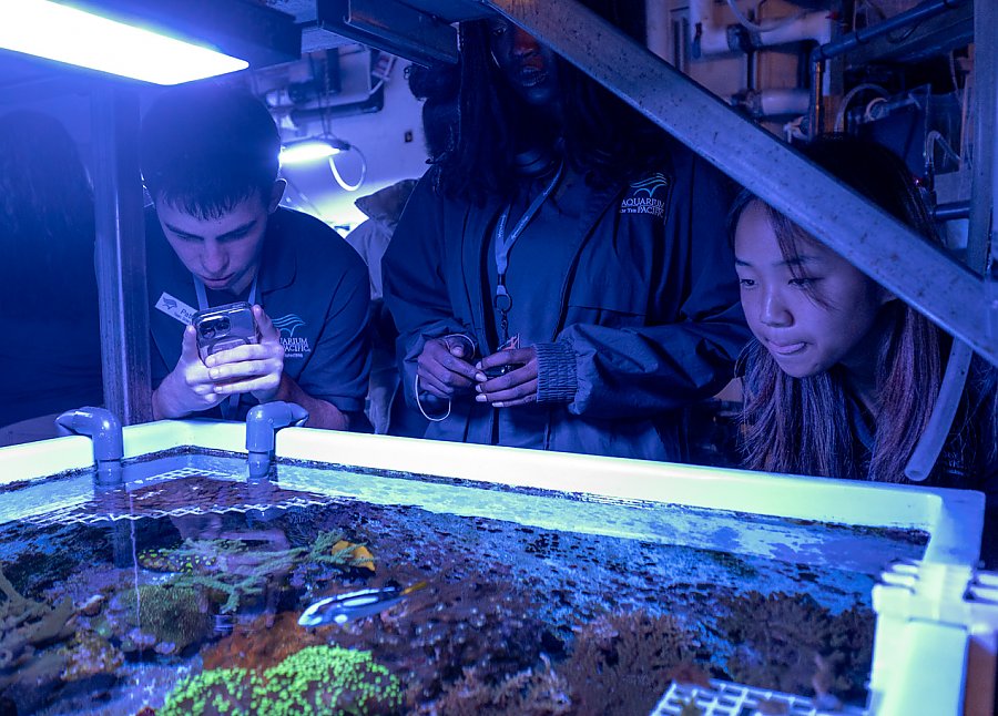 Three people looking into exhibit blacklight