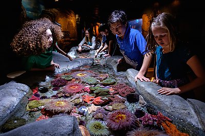 Adult | Volunteer | Aquarium of the Pacific