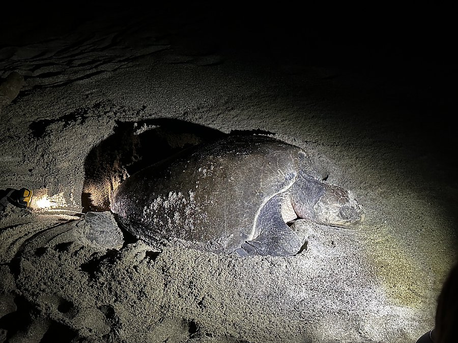 Olive Ridley female turtle laying eggs on a beach at night