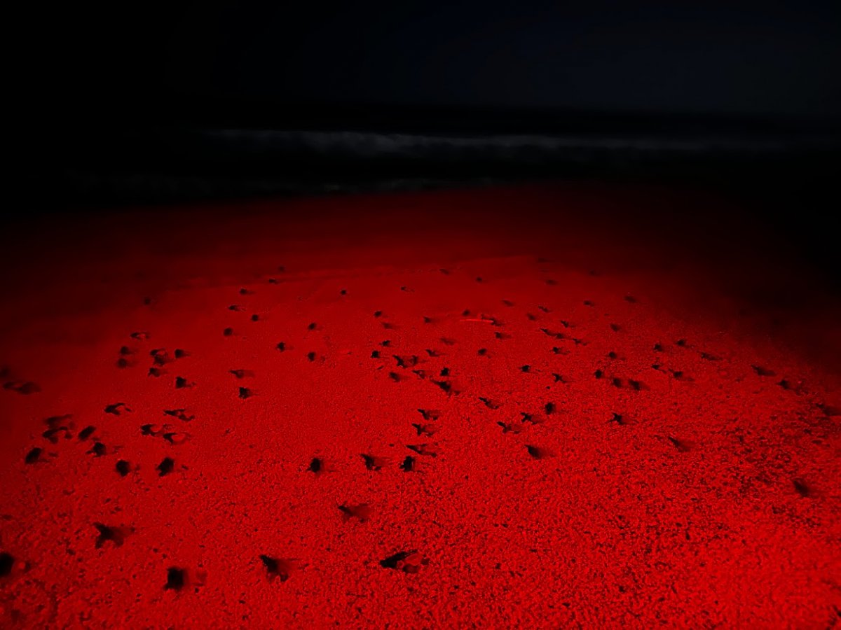 hundreds of olive Ridley hatchlings under a red light making their way to the ocean