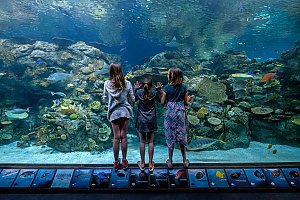 Ocean Adventure Camp | Events | Aquarium of the Pacific