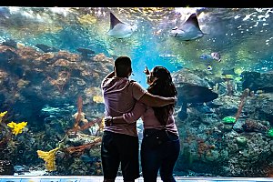 Archived: Valentine’s Day Dinner | Events | Aquarium of the Pacific