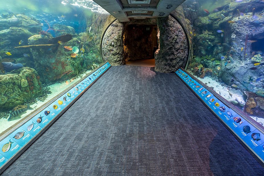 Interior view of underwater tunnel in Tropical Gallery showcasing vibrant marine life with informational panels along the pathway.