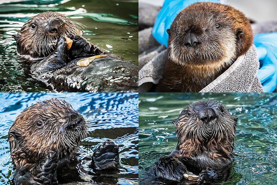 baby sea otter