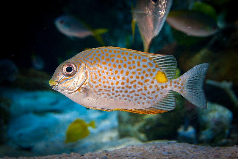 Animals | Babies! | Aquarium of the Pacific