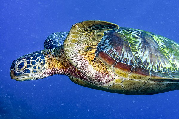 sea turtle population map