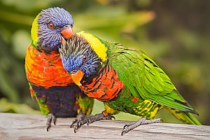 Lorikeet Forest | Lorikeet Forest | Aquarium of the Pacific