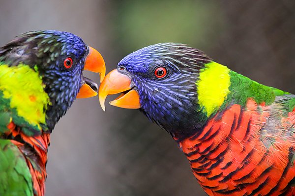 Lorikeet Forest | Lorikeet Forest | Aquarium of the Pacific