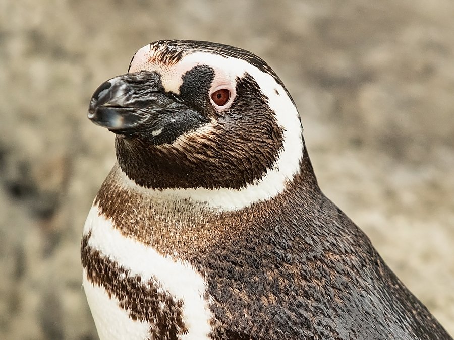 Magellanic Penguins, June Keyes Penguin Habitat
