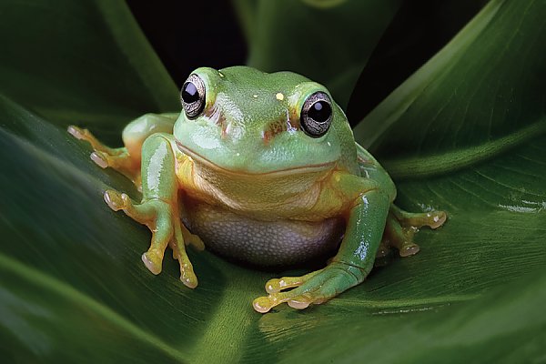 Magnificent Tree Frog, Online Learning Center