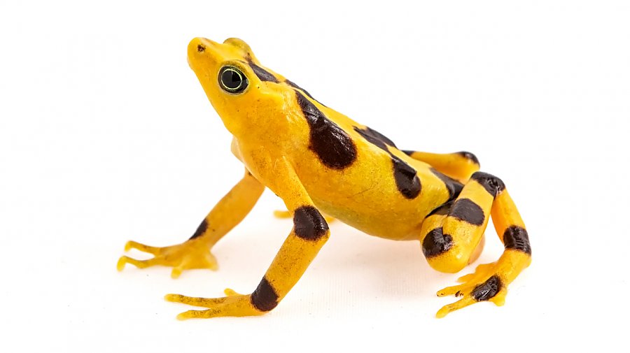 Flat shaped yellow frog with large black spots on its body and legs