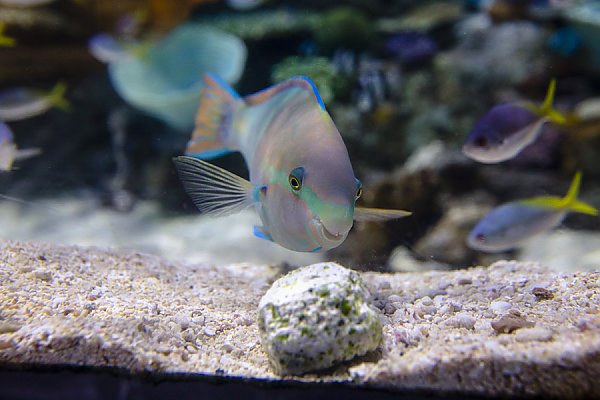 Coral Reefs: Nature’s Underwater Cities | Coral Reefs | Aquarium of the ...