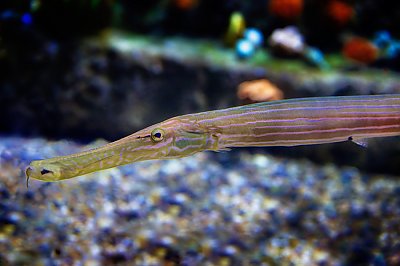 Gulf Of California Southern California Baja Gallery Aquarium Of The Pacific