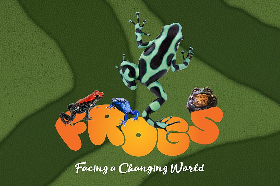 Frogs: Facing a Changing World logo with four frogs in front of a green background