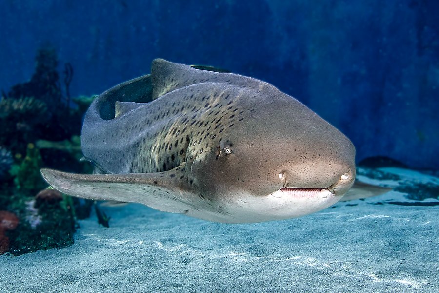 home shark aquarium