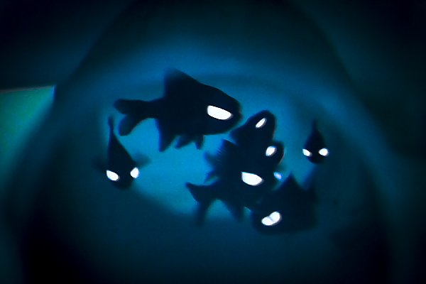 Splitfin Flashlight Fish | Online Learning Center | Aquarium of