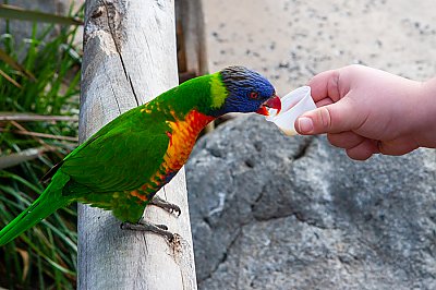 lorikeet nectar feeder