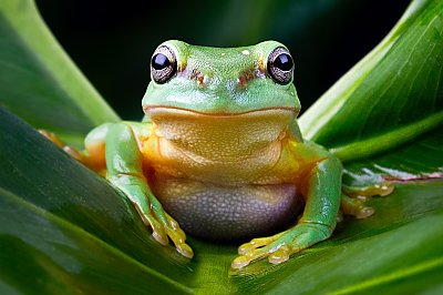 Frogs: Facing a Changing World | Frogs: Facing A Changing World | Aquarium  of the Pacific