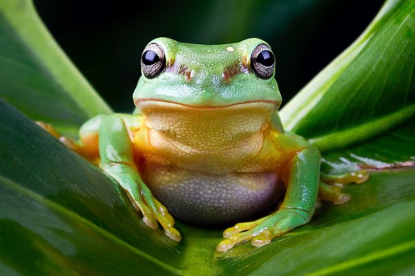 Magnificent tree frog on leave looking face forward