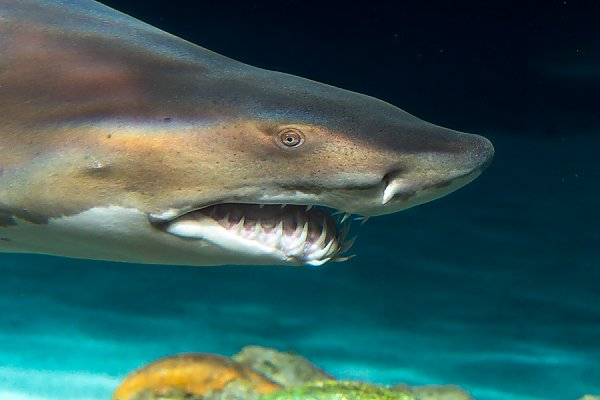 sand tiger shark teeth