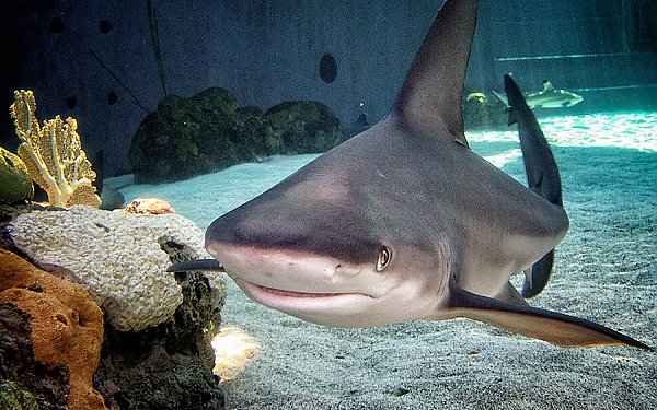 Aquarium of the Pacific | Teacher Resources | Sensational Sharks