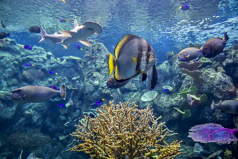 Coral Reefs: Nature’s Underwater Cities | Coral Reefs | Aquarium of the ...